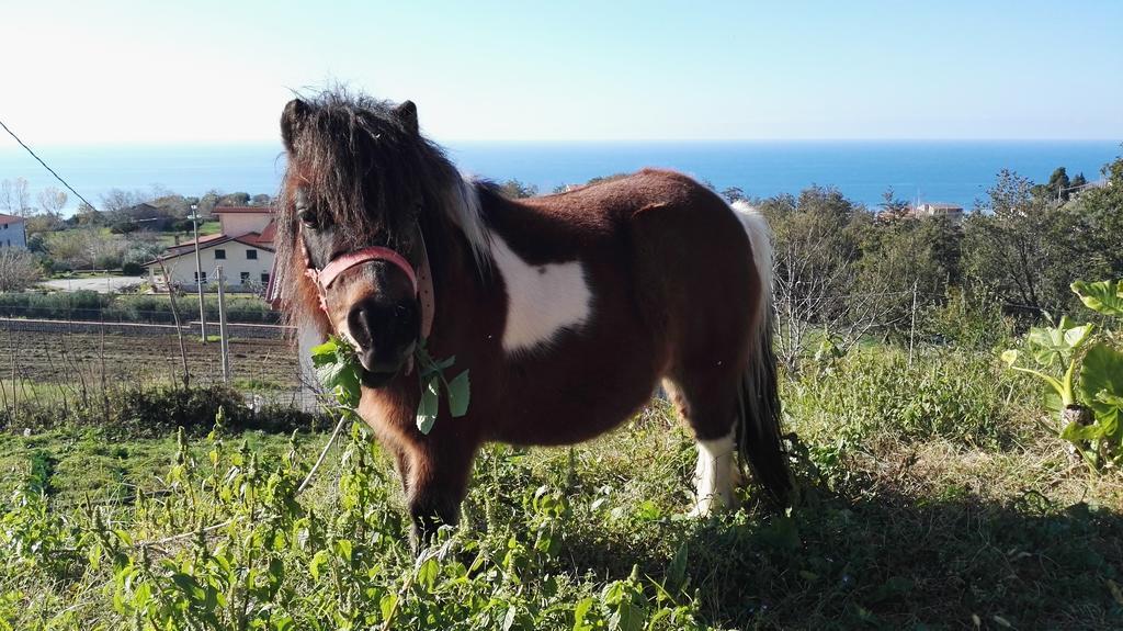 Agriturismo Agri Armonia San Lucido Dış mekan fotoğraf