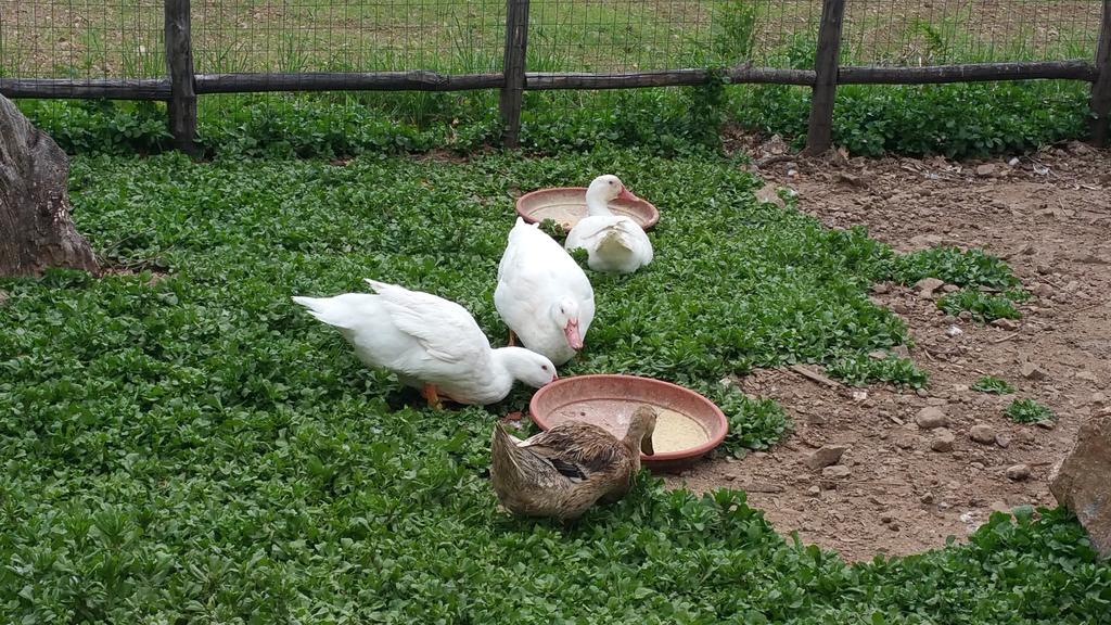 Agriturismo Agri Armonia San Lucido Dış mekan fotoğraf